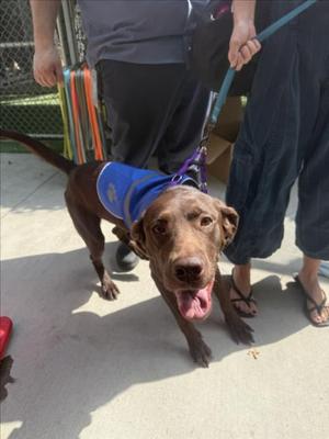 BARKLEY, Labrador Retriever, adult, available for adoption