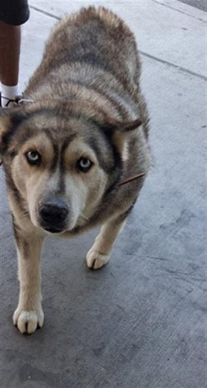 A close-up of a dog with striking blue eyes, standing on a concrete surface. The dog has a thick, gray and brown coat and appears to be looking directly at the camera. A person's leg and foot are visible in the background.