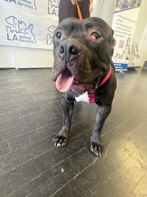 BIGGY, Mastiff, adult, available for adoption