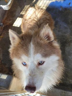 ARBY, Siberian Husky, young, available for adoption