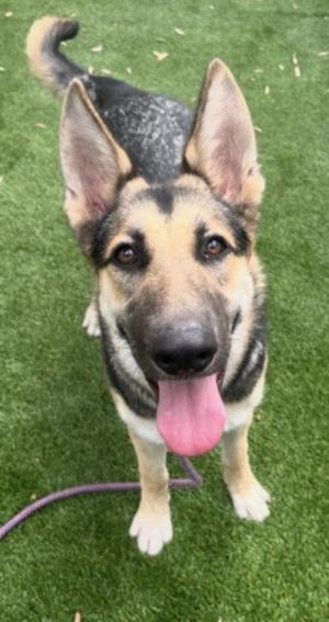 BESSY, German Shepherd Dog, young, available for adoption