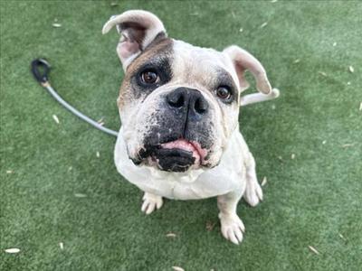 A white and brown bulldog with floppy ears is sitting on a green artificial turf surface, looking up at the camera with its tongue slightly out.