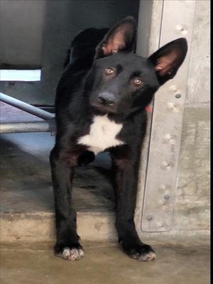 BROCK, German Shepherd Dog, young, available for adoption
