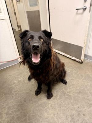 BAGHEERA, Chesapeake Bay Retriever / Chow Chow, adult, available for adoption