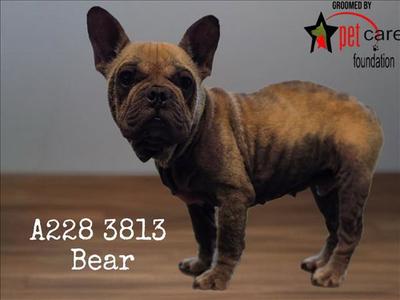 BEAR, French Bulldog, adult, available for adoption