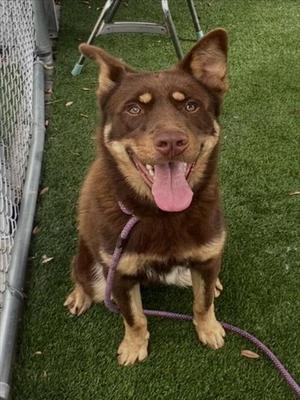 BROTHER BEAR, German Shepherd Dog, adult, available for adoption