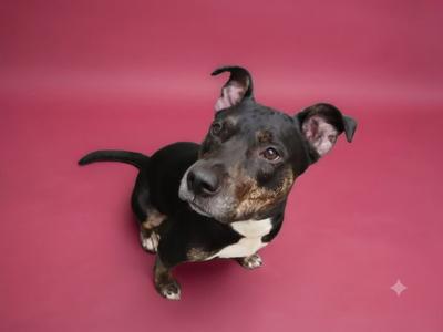 BEVERLY, Pit Bull Terrier, adult, available for adoption