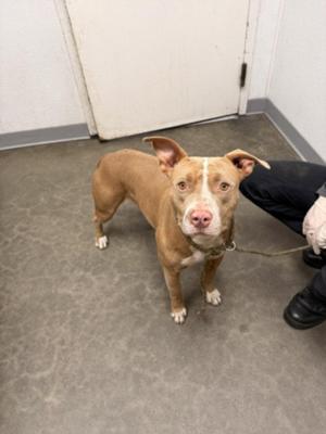 APPLE PIE, Pit Bull Terrier, adult, available for adoption