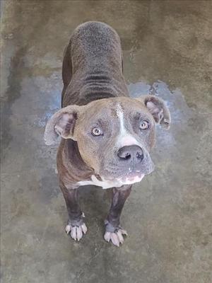 A brown and white pit bull terrier looking up at the camera.