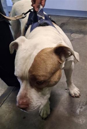 BIGGIE, Pit Bull Terrier, adult, available for adoption