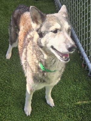 BELLA, Siberian Husky, senior, available for adoption
