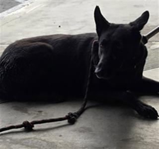B.B., German Shepherd Dog, adult, available for adoption