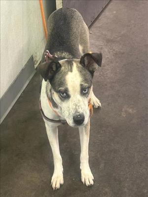 a dog with a black and white coat standing on a carpeted floor