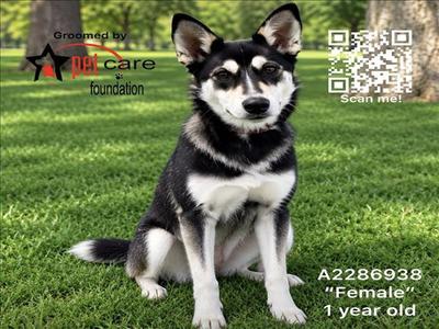 ANNIE, Siberian Husky, young, available for adoption