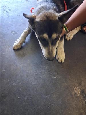 ANNIE, Siberian Husky, young, available for adoption