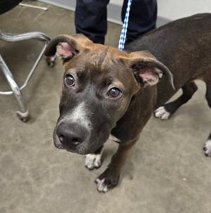 A brown and black dog with floppy ears and a blue leash standing on a concrete floor.