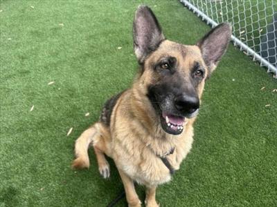 BATMAN, German Shepherd Dog, senior, available for adoption