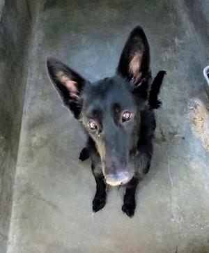 black dog looking up