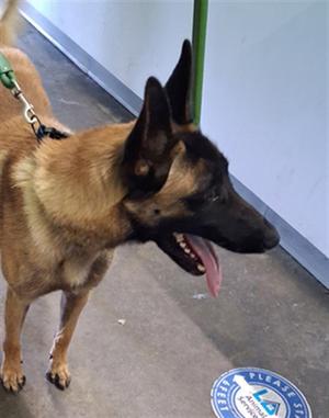 ACE, Belgian Shepherd Malinois, young, available for adoption