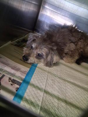 A2287104, Miniature Schnauzer, adult, available for adoption