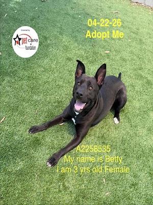 BETTY, Pit Bull Terrier, adult, available for adoption