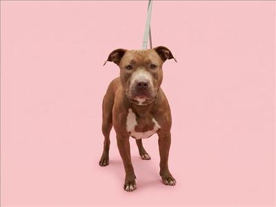 A brown dog with a white patch on its chest standing on a pink background.