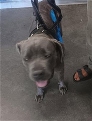 A gray dog with a blue harness standing on a concrete floor, looking up with its tongue out.