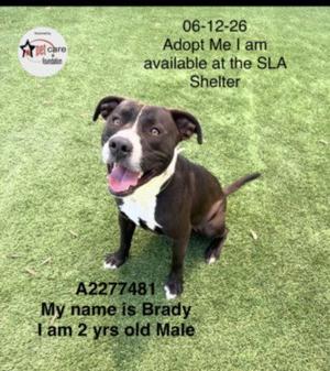 BRADY, Pit Bull Terrier, adult, available for adoption