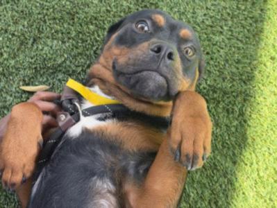 A Rottweiler dog lying on its back on green grass, wearing a yellow collar and looking up with a playful expression.