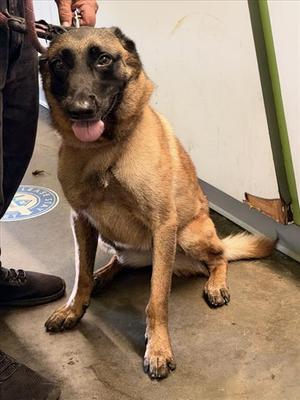 ARROW, Belgian Shepherd Malinois, adult, available for adoption