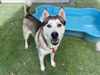 BELIAL, Siberian Husky / Pit Bull Terrier, adult, available for adoption