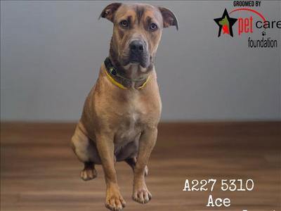 ACE, Pit Bull Terrier, young, available for adoption