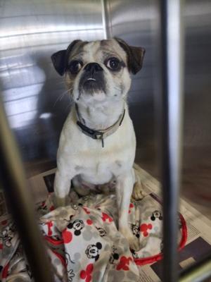 A2296761, Pug, adult, available for adoption