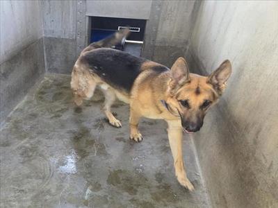 BIGGIE SMALL, German Shepherd Dog, adult, available for adoption