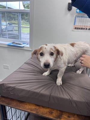 A white and brown dog standing on a brown cushion on a table, with a person's hand petting its back. The background shows a window with a view of a parking lot and a calendar on the wall.