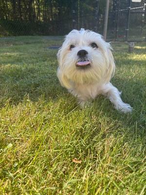 Precious, Shih Tzu / Yorkshire Terrier, puppy, available for adoption
