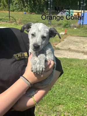 Miles II, Australian Cattle Dog / Blue Heeler, puppy, available for adoption