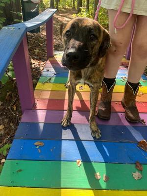 Luca, Catahoula Leopard Dog / Labrador Retriever, young, available for adoption
