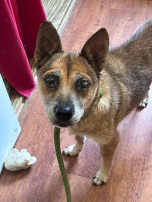 Sunshine, Shepherd, senior, available for adoption