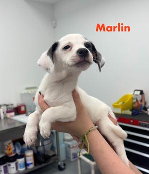 Marlin, Hound, puppy, available for adoption