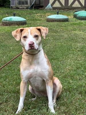 A brown and white dog sitting on grass with a leash attached to its collar.