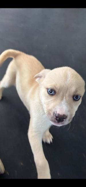Rosie, Husky / Shepherd, puppy, available for adoption