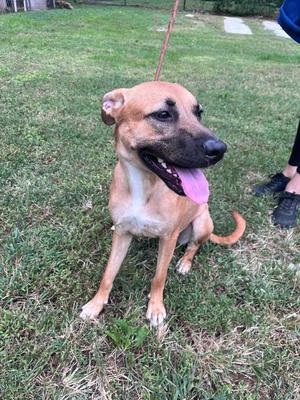 A brown dog with a black muzzle and a pink tongue sticking out, sitting on grass.