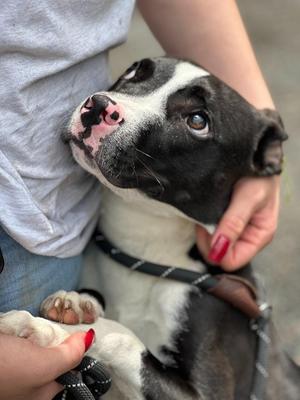 Panda, Terrier, puppy, available for adoption