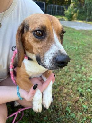 A beagle puppy being held by a person, with a pink leash around its neck.