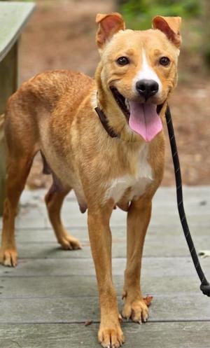 Lola, Labrador Retriever / Shepherd, young, available for adoption