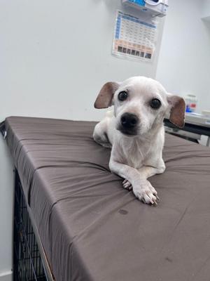 A small white dog with brown ears lying on a brown table in a veterinary clinic.