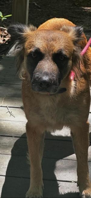 A medium-sized dog with tan fur and black markings on its face stands on a wooden deck.