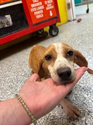 Billie Jean, Beagle, adult, available for adoption