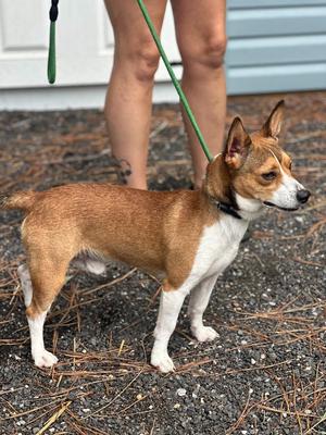 Dooley, Corgi, young, available for adoption